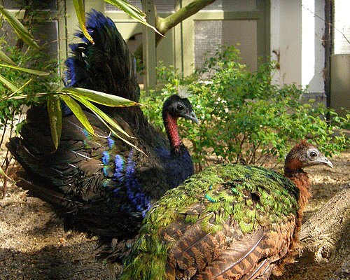 Congo peacock